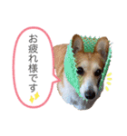 かわいいコーギーのスタンプだよ（個別スタンプ：21）