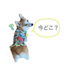 かわいいコーギーのスタンプだよ（個別スタンプ：22）