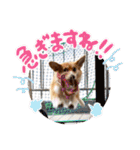 かわいいコーギーのスタンプだよ（個別スタンプ：24）