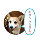 かわいいコーギーのスタンプだよ（個別スタンプ：25）
