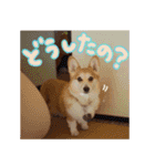 かわいいコーギーのスタンプだよ（個別スタンプ：26）