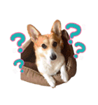かわいいコーギーのスタンプだよ（個別スタンプ：27）