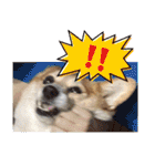 かわいいコーギーのスタンプだよ（個別スタンプ：28）