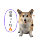 かわいいコーギーのスタンプだよ（個別スタンプ：29）