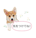 かわいいコーギーのスタンプだよ（個別スタンプ：30）