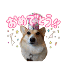 かわいいコーギーのスタンプだよ（個別スタンプ：31）