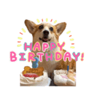 かわいいコーギーのスタンプだよ（個別スタンプ：32）