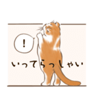 一年中使えるネコスタンプ＠スコ3（個別スタンプ：11）