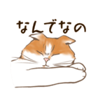 一年中使えるネコスタンプ＠スコ3（個別スタンプ：24）