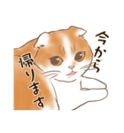 一年中使えるネコスタンプ＠スコ3（個別スタンプ：31）