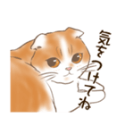 一年中使えるネコスタンプ＠スコ3（個別スタンプ：32）