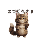 【日本語】 メインクーン スタンプ 1（個別スタンプ：1）