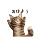 【日本語】 メインクーン スタンプ 1（個別スタンプ：2）