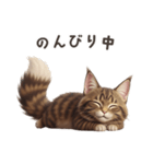 【日本語】 メインクーン スタンプ 1（個別スタンプ：5）
