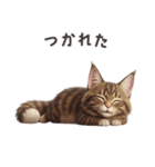 【日本語】 メインクーン スタンプ 1（個別スタンプ：13）