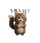 【日本語】 メインクーン スタンプ 1（個別スタンプ：14）