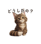 【日本語】 メインクーン スタンプ 1（個別スタンプ：15）