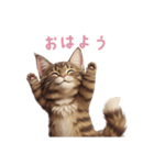 【日本語】 メインクーン スタンプ 2（個別スタンプ：2）