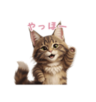 【日本語】 メインクーン スタンプ 2（個別スタンプ：4）