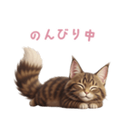 【日本語】 メインクーン スタンプ 2（個別スタンプ：5）