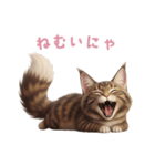 【日本語】 メインクーン スタンプ 2（個別スタンプ：6）