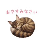 【日本語】 メインクーン スタンプ 2（個別スタンプ：11）