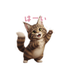 【日本語】 メインクーン スタンプ 2（個別スタンプ：12）