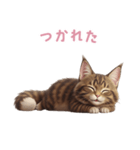 【日本語】 メインクーン スタンプ 2（個別スタンプ：13）