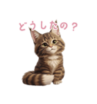 【日本語】 メインクーン スタンプ 2（個別スタンプ：15）