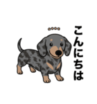 名前入りダックススムースシルバーダップル（個別スタンプ：1）