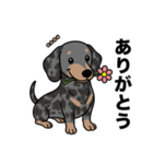 名前入りダックススムースシルバーダップル（個別スタンプ：3）