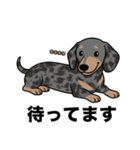 名前入りダックススムースシルバーダップル（個別スタンプ：10）