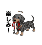 名前入りダックススムースシルバーダップル（個別スタンプ：12）