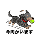 名前入りダックススムースシルバーダップル（個別スタンプ：14）