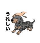 名前入りダックススムースシルバーダップル（個別スタンプ：19）