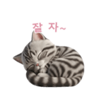 【韓国語】 アメリカンショートヘア 2（個別スタンプ：11）