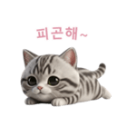 【韓国語】 アメリカンショートヘア 2（個別スタンプ：13）