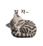 【韓国語】 アメリカンショートヘア 1（個別スタンプ：11）