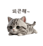 【韓国語】 アメリカンショートヘア 1（個別スタンプ：13）