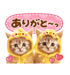 大好き♡にゃんこ（個別スタンプ：3）