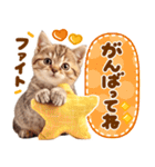 大好き♡にゃんこ（個別スタンプ：14）