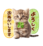 大好き♡にゃんこ（個別スタンプ：16）