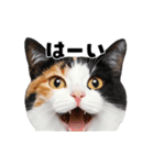 会話に使える♪うごく猫の顔アップ♪（個別スタンプ：1）