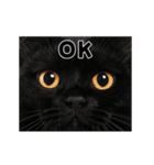 会話に使える♪うごく猫の顔アップ♪（個別スタンプ：2）