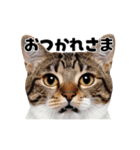 会話に使える♪うごく猫の顔アップ♪（個別スタンプ：3）