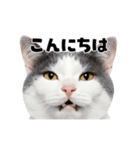 会話に使える♪うごく猫の顔アップ♪（個別スタンプ：4）