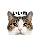 会話に使える♪うごく猫の顔アップ♪（個別スタンプ：5）