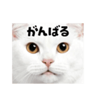 会話に使える♪うごく猫の顔アップ♪（個別スタンプ：7）