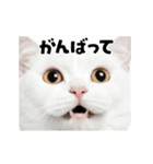 会話に使える♪うごく猫の顔アップ♪（個別スタンプ：8）