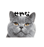 会話に使える♪うごく猫の顔アップ♪（個別スタンプ：10）